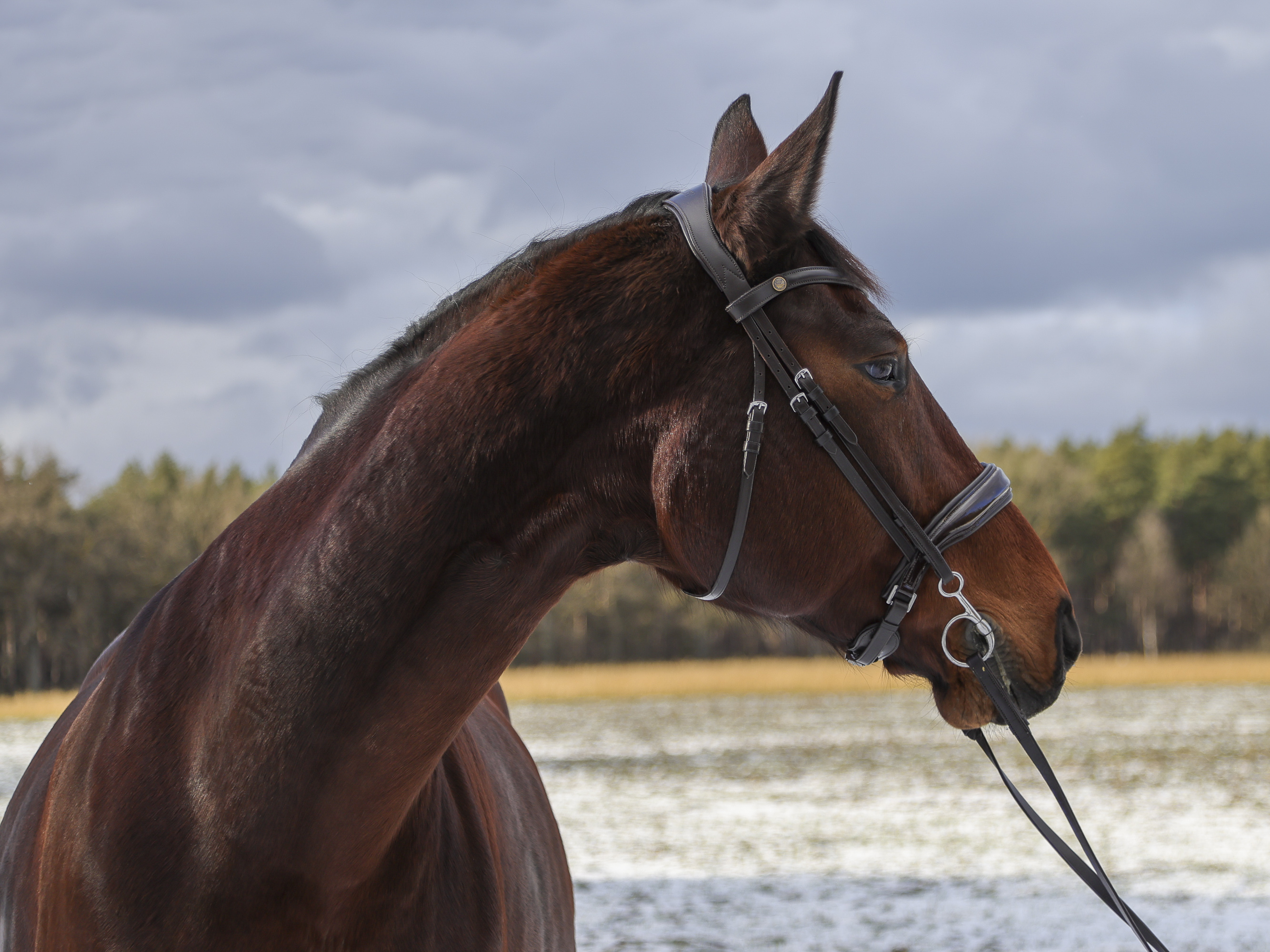 Winterbilder
