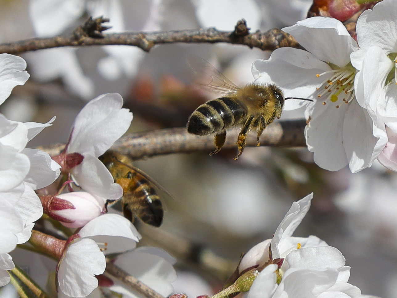 Von Bienchen und Blümchen...