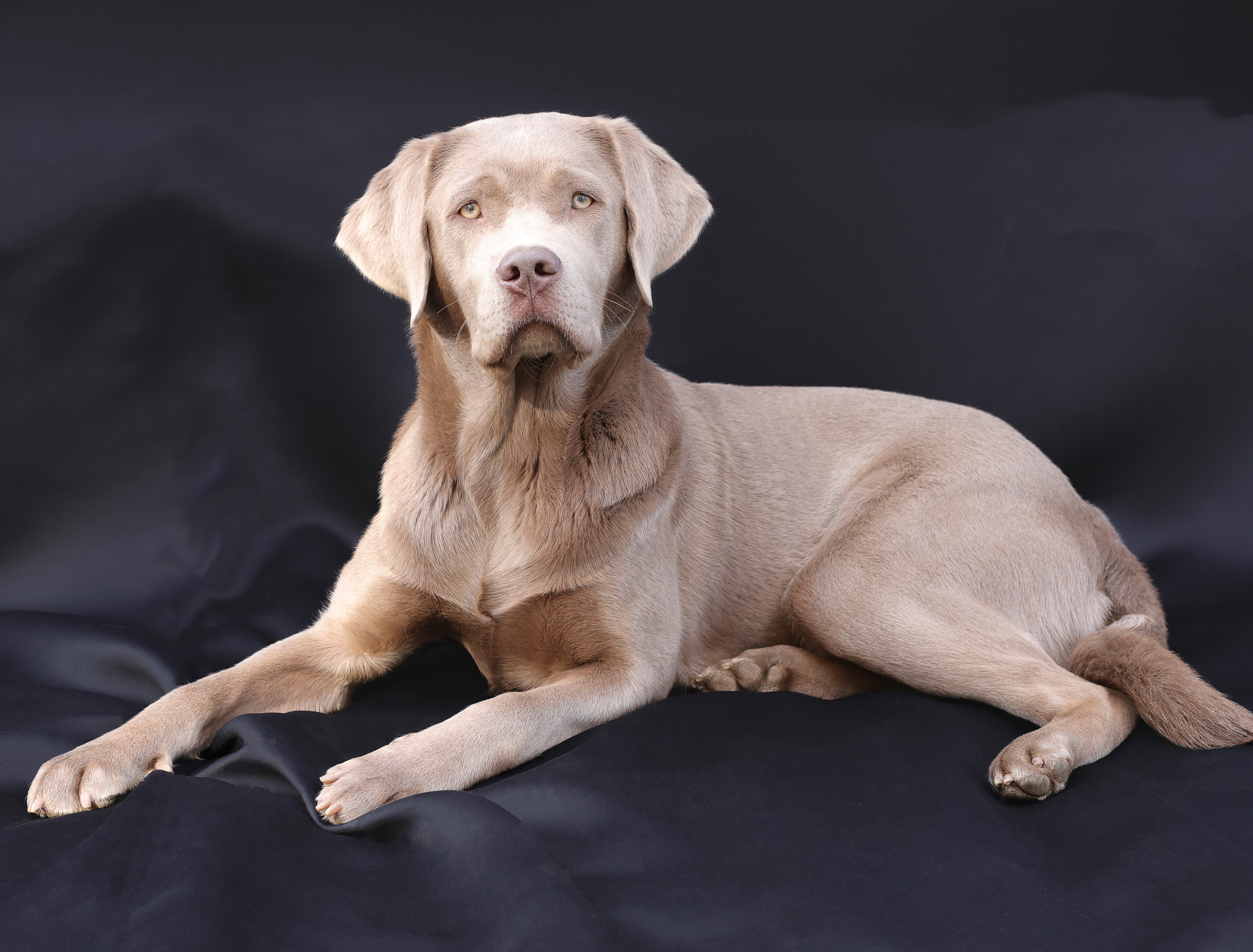Hunde