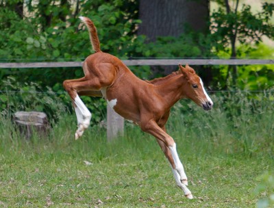Reitponyfohlen