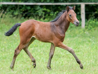 Reitponyfohlen