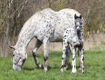 Knabstrupper Fohlen